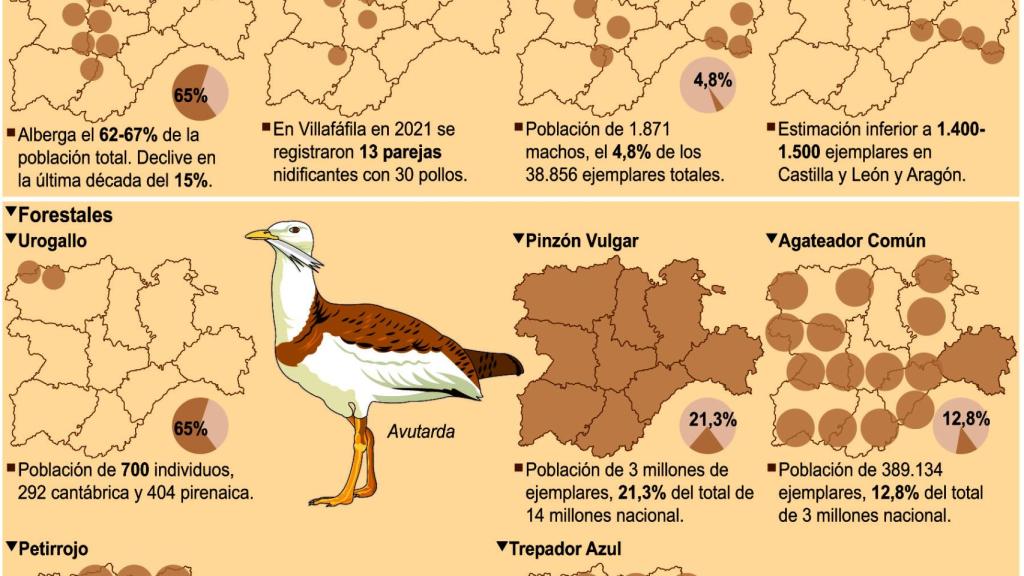 El canto de los pájaros se desvanece: el declive de aves de humedales y estepas