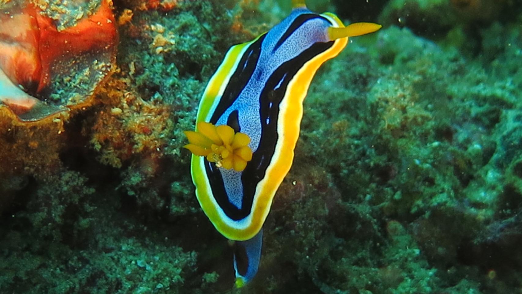 Fotógrafa del mar: azul I
