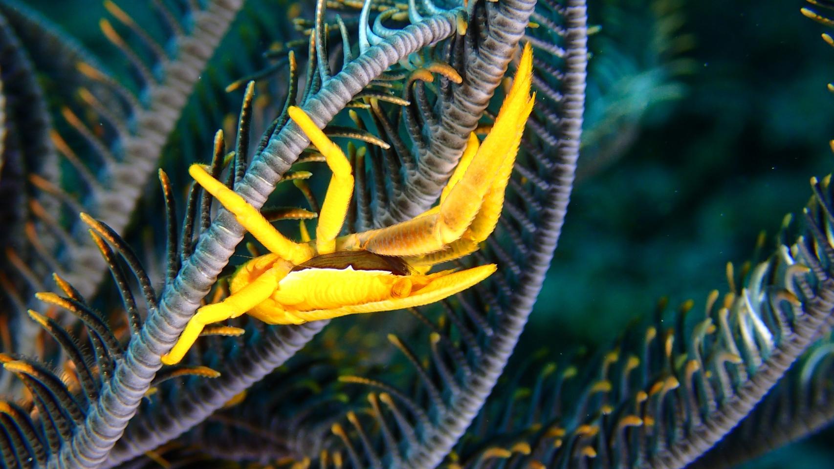 La fotógrafa del mar: amarillo I
