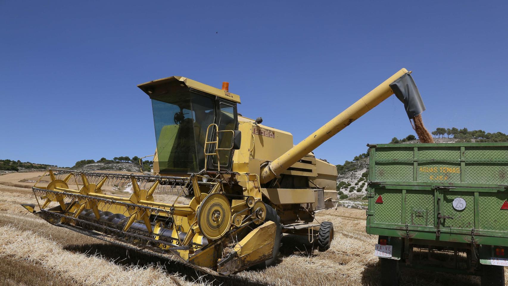 Una cosechadora descarga el trigo en el remolque del tractor en Castroverde de Cerrato (Valladolid)