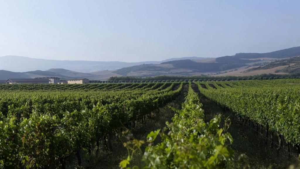 Viñedo Bodega Otazu