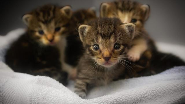 ¿Cuántos gatos puede tener una gata?