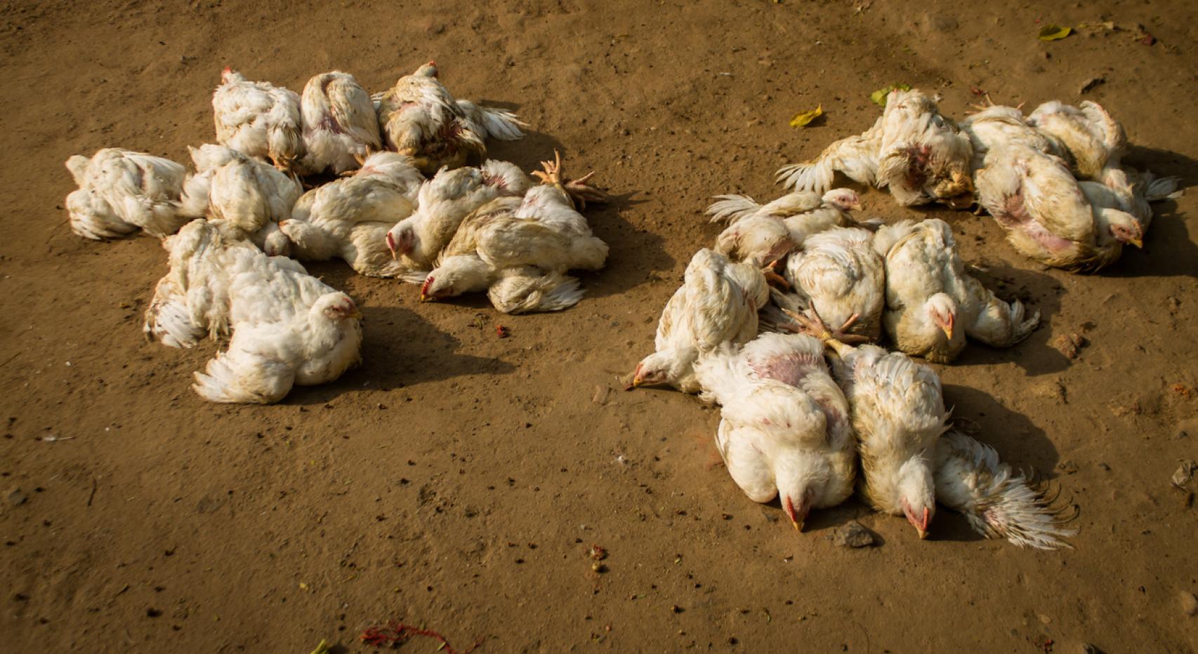 Decenas de aves infectadas con gripe aviar en una imagen de archivo.