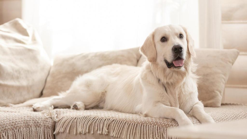 Mi casa huele a perro: esta es la solución definitiva