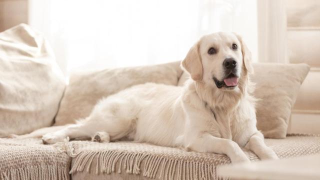 Mi casa huele a perro: esta es la solución definitiva