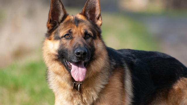 ¿Qué son los perros de asistencia y de terapia?