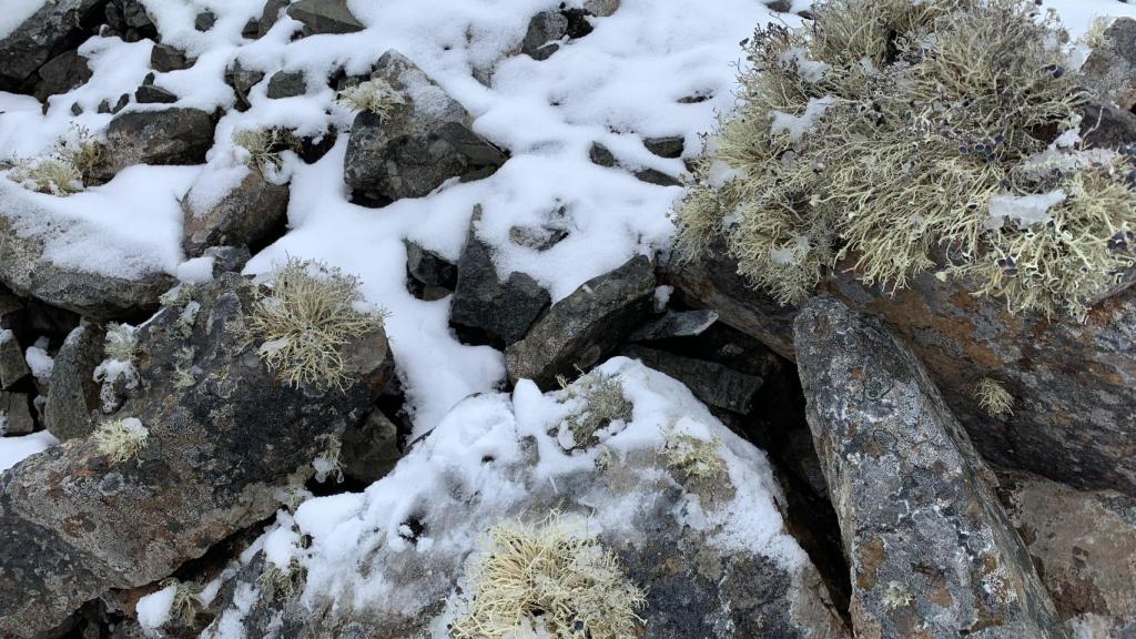 Rocas de áreas deglaciadas en la Antártida, colonizadas por líquenes.