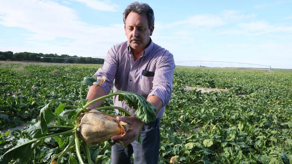 Un agricultor de Medina del Campo observa el estado de la remolacha en una de las tierras que cultiva