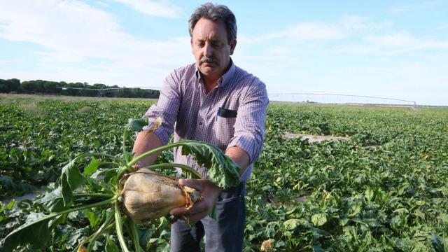Mariano Gil, agricultor de la zona sur de la comarca de Medina del Campo, observa el estado de la remolacha en una de las tierras al fondo el pivot de riego
