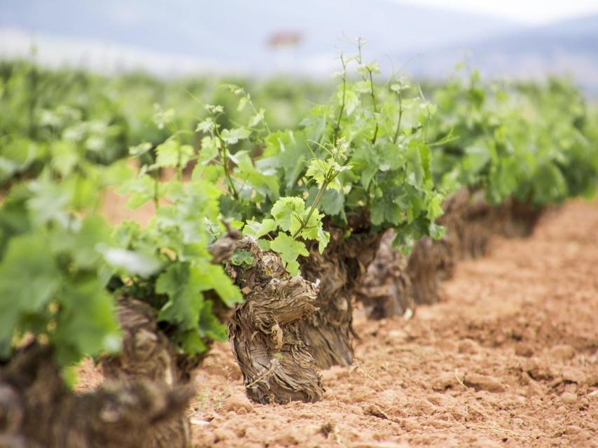Airén y tempranillo entre las uvas más cultivadas del mundo