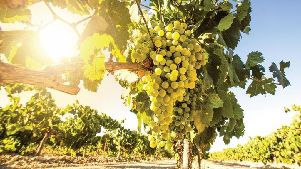 La sauvignon blanc es pura frescura primaveral