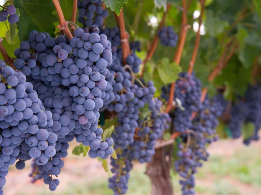 Uvas merlot