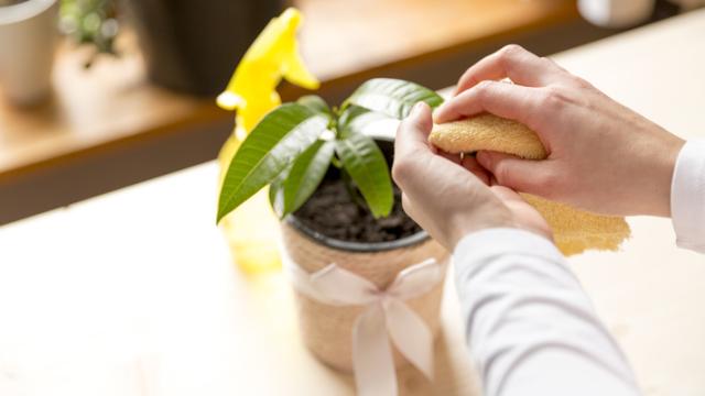 Trucos para limpiar tus plantas con vinagre.