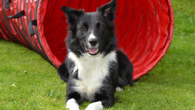 ¿Cuáles son los cuidados de un border collie?