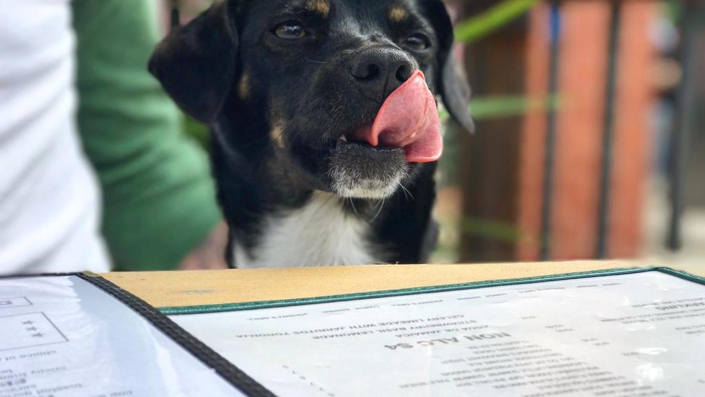 Un perro se relame en un restaurante.