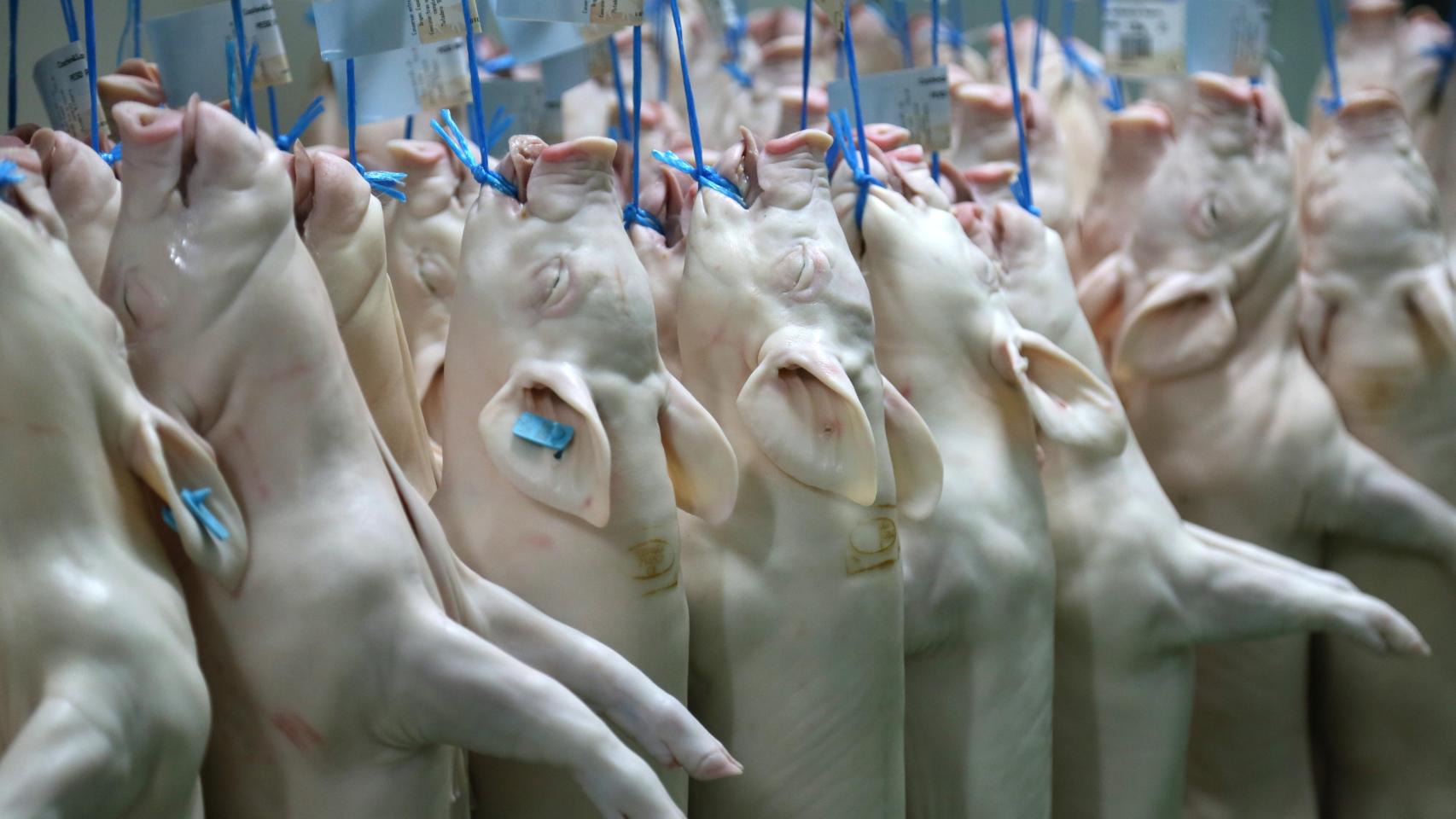 Cochinillos recién sacrificados en el matadero de Tabladillo (Segovia)