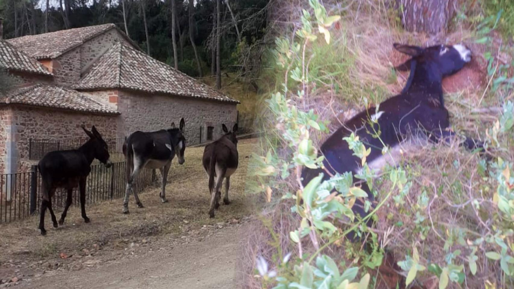 Los burros antiincendios que murieron.