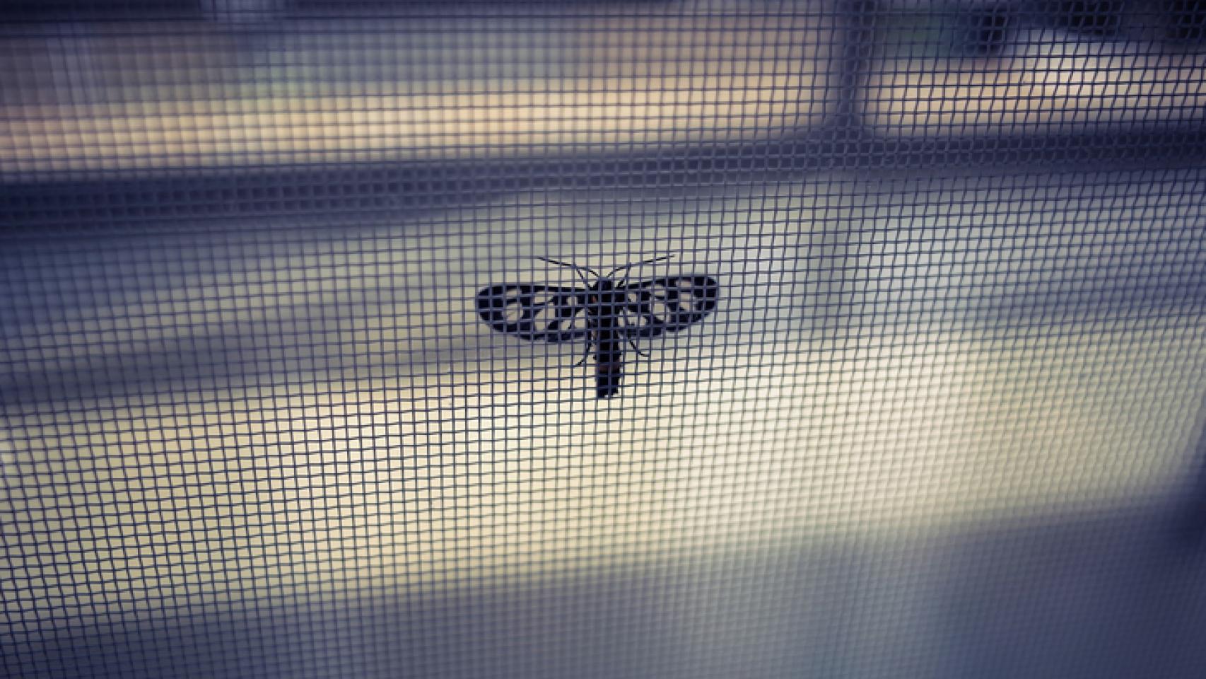 Aprende a colocar una mosquitera a la ventana.