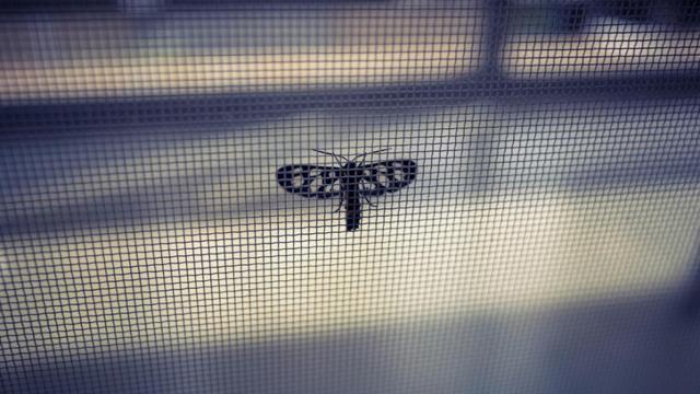 Aprende a colocar una mosquitera a la ventana.