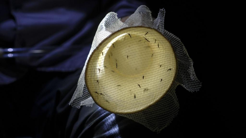 Estudio de mosquitos que