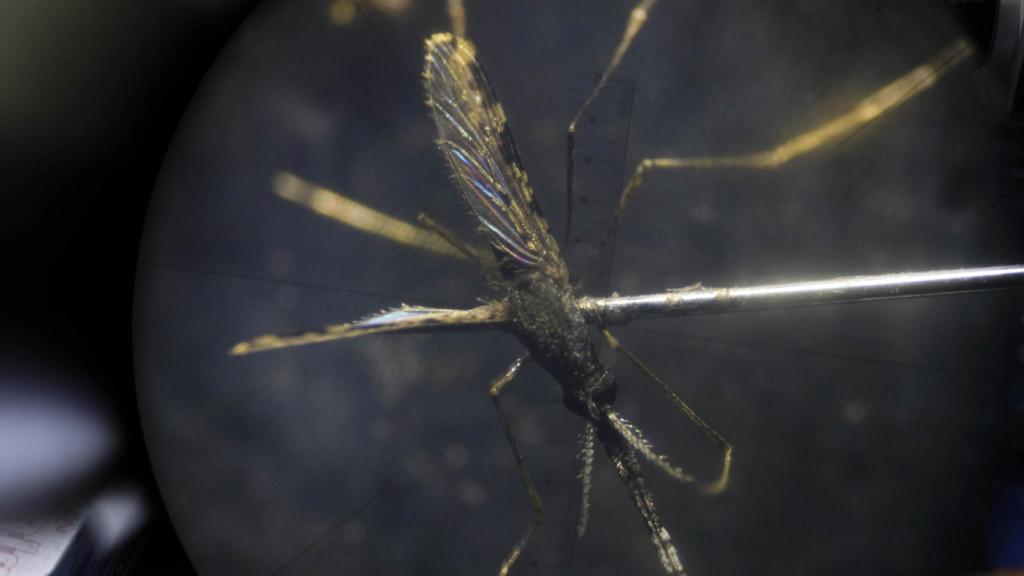 Prevenir la malaria con el control de mosquitos: MSF consigue que disminuya un 80% en Venezuela