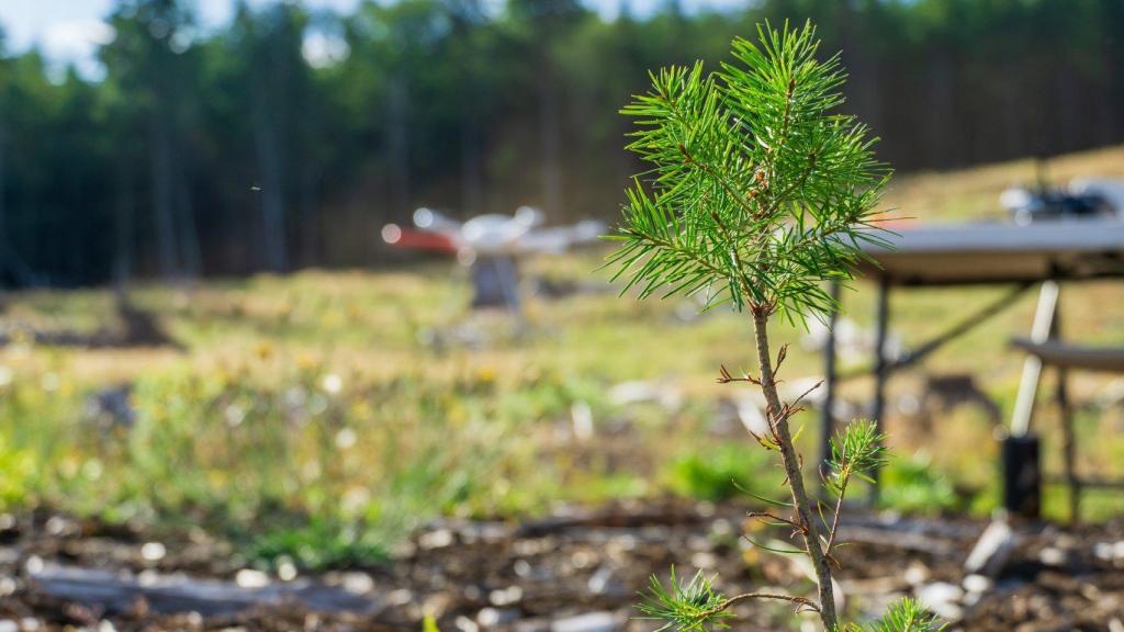 Uno de los retoños plantados en la Columbia Británica