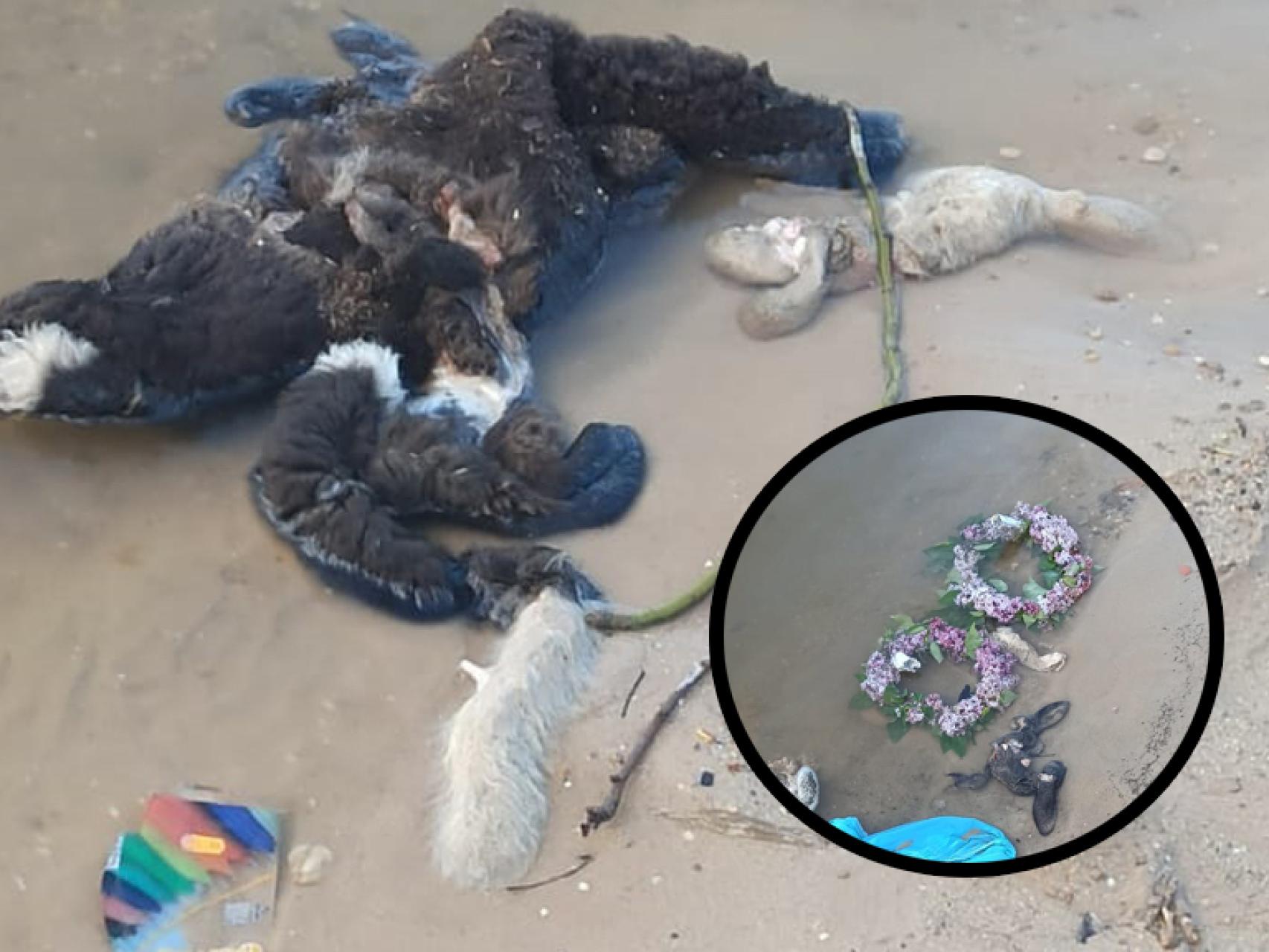 Los restos del cordero en Tordesillas. Fotografía cedida por Óscar Vidal a EL ESPAÑOL - Noticias de Castilla y León