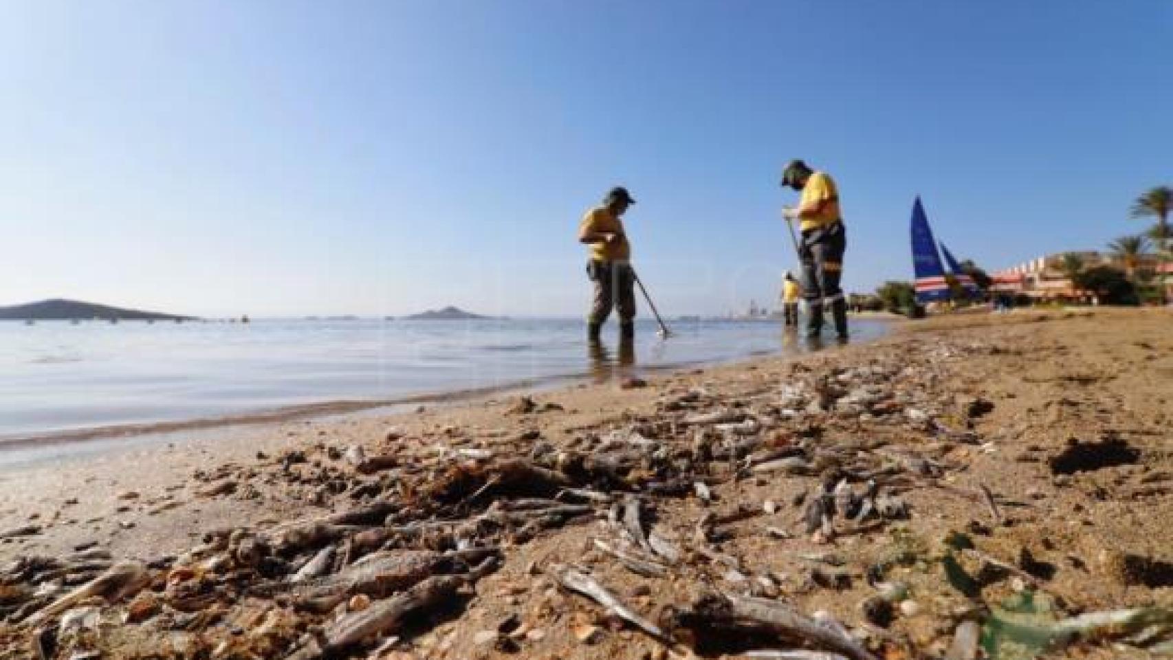 Episodio de anoxia en el Mar Menor.