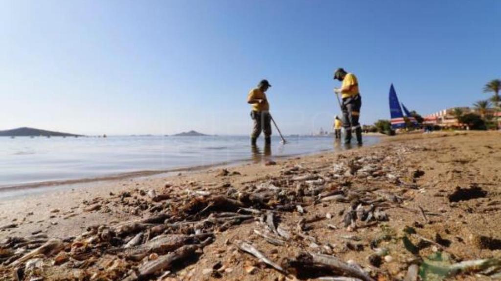 Episodio de anoxia en el Mar Menor.