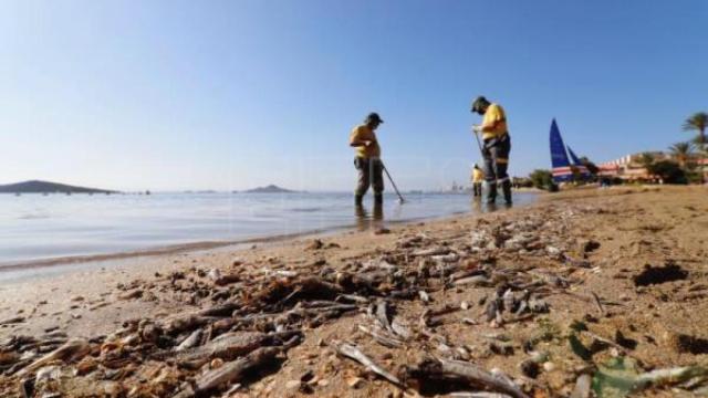 Episodio de anoxia en el Mar Menor.