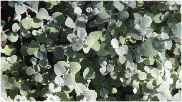 Helichrysum petiolare o planta de regaliz.