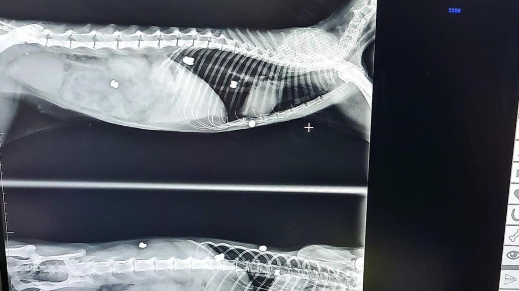 Los balinazos en el interior del cuerpo de uno de los gatos.