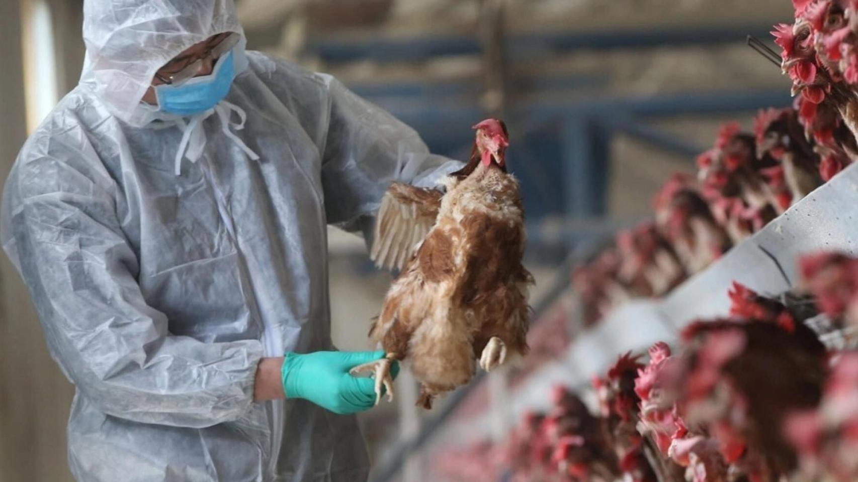 Una persona con traje de protección evalúa unas gallinas.