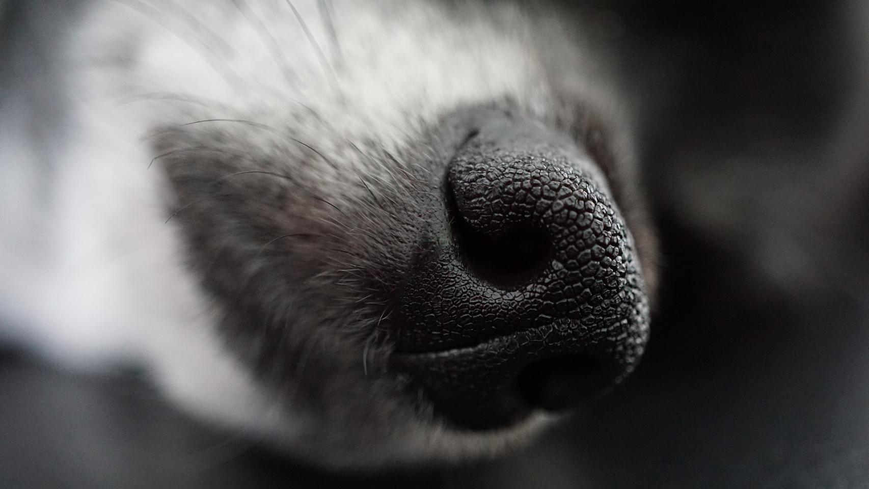 Este es el perro más viejo del mundo