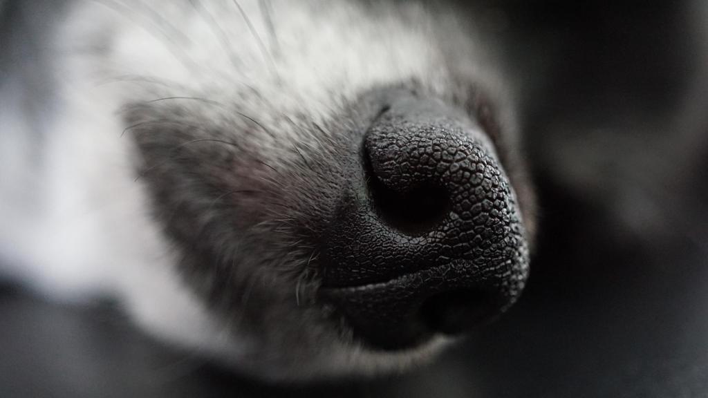Este es el perro más viejo del mundo