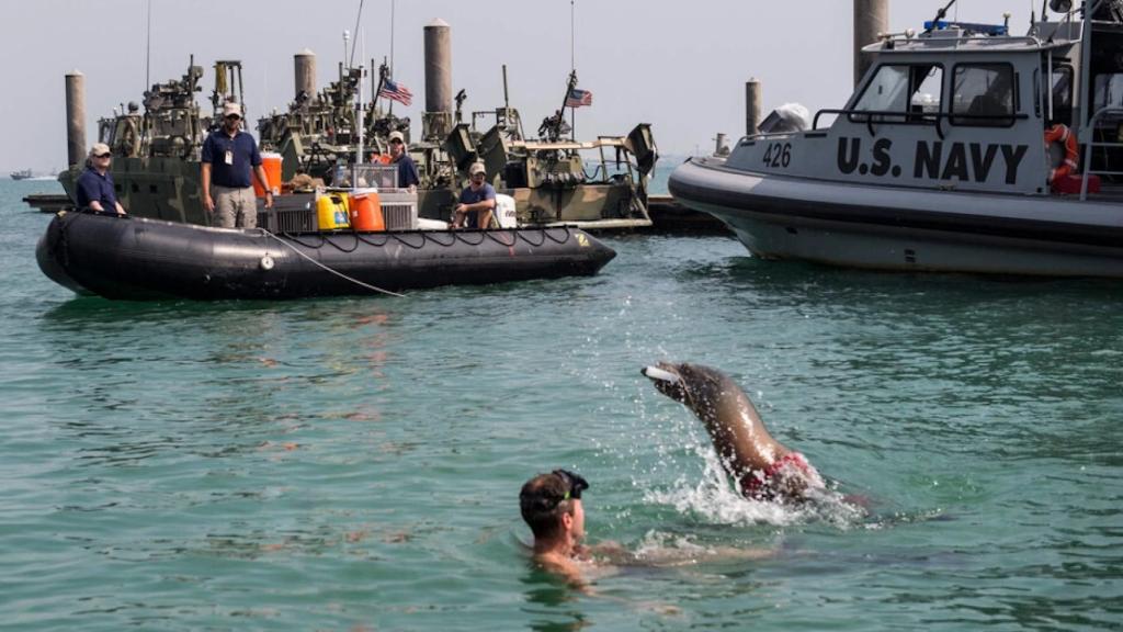 Leon marino al servicio de la fuerza naval de Estados Unidos