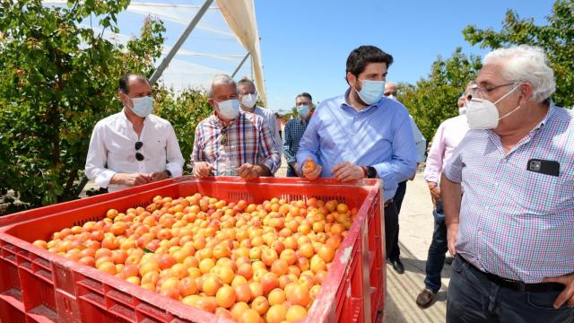 El presidente de la Región de Murcia, Fernando López Miras, visitando una finca en Cieza donde se producen albaricoques.