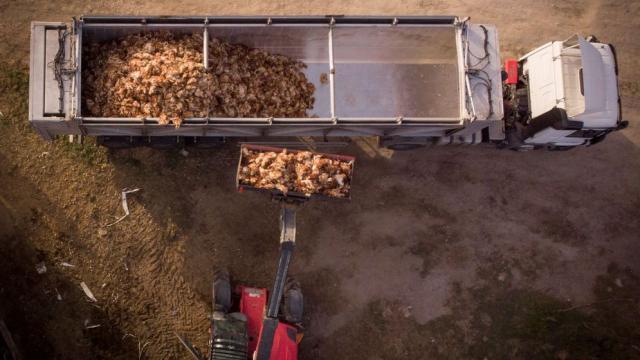 Aves sacrificadas por gripe aviar en Íscar (Valladolid)