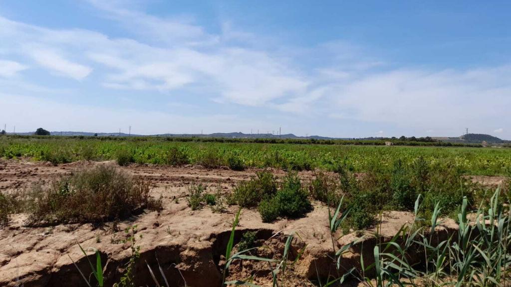 La maleza abunda ya algunos terrenos donde antes se plantaba la lechuga o el perejil.