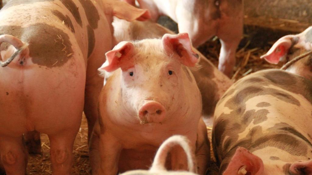 Cerdos en una macrogranja. Fotografía: PACMA