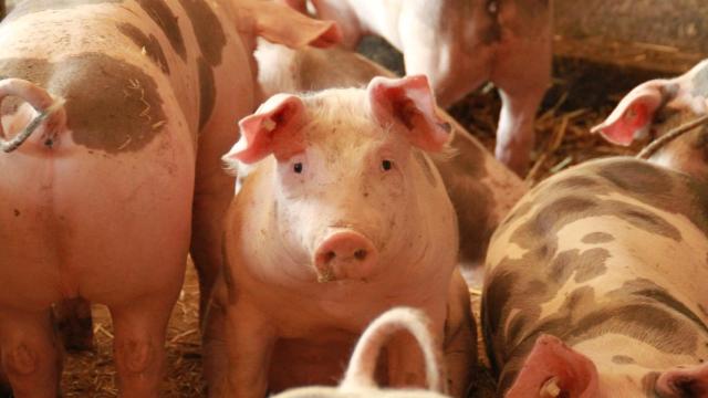 Cerdos en una macrogranja. Fotografía: PACMA