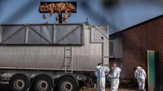 Gripe aviar, Covid y Ébola: el mapa de las pandemias que puede crear la subida de las temperaturas