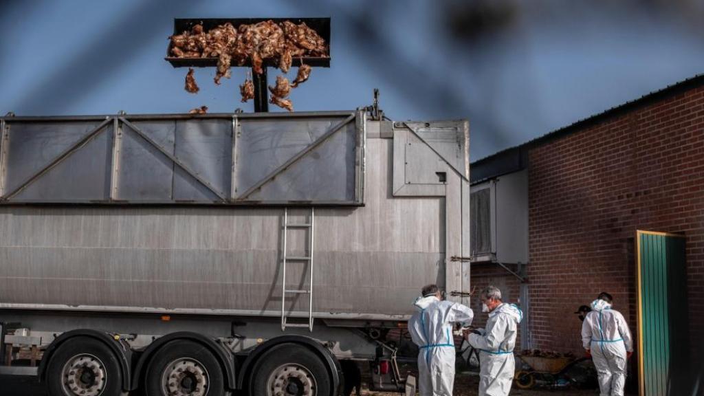 ARCHIVO - Sacrificio de aves