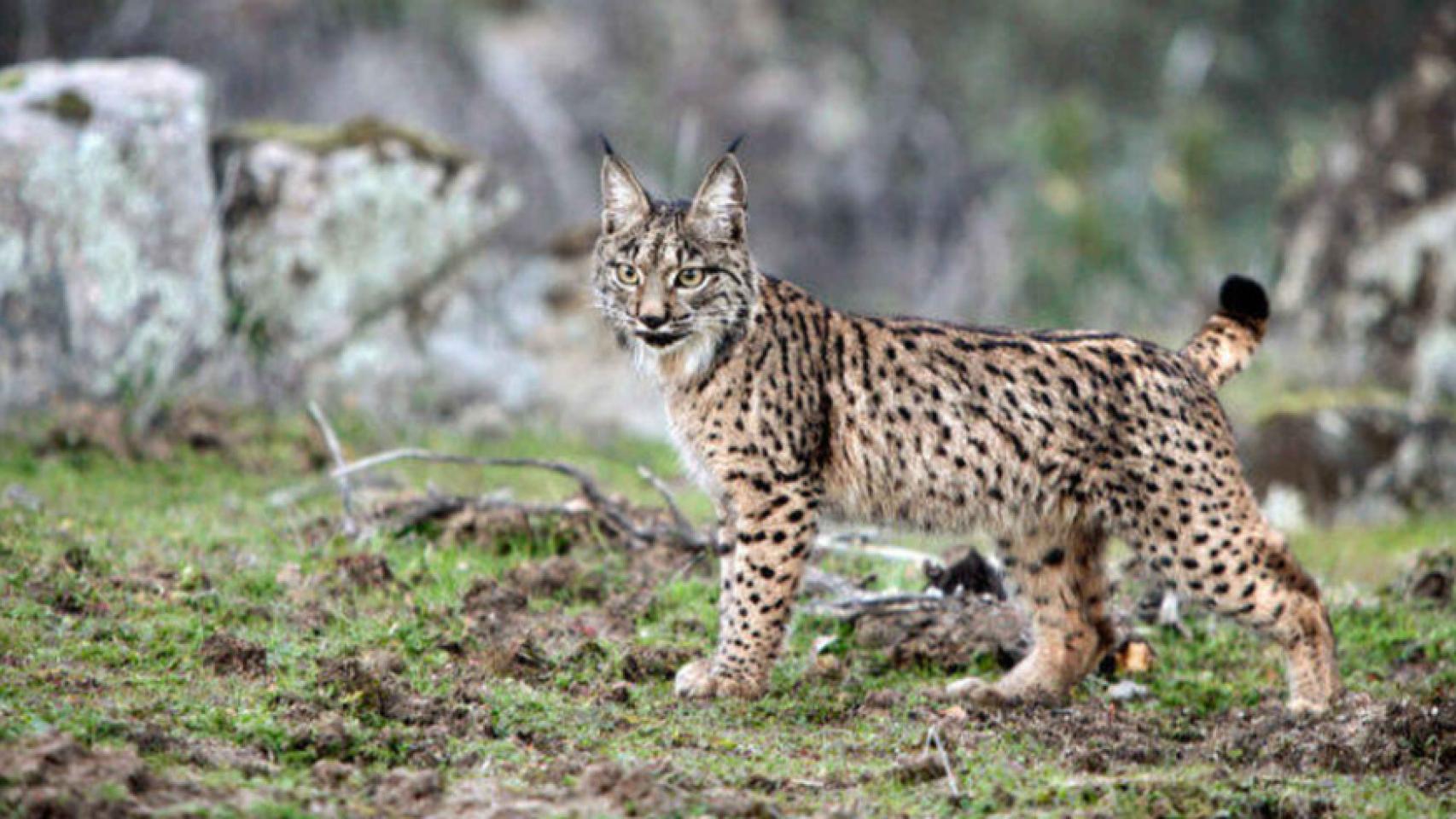 Imagen de archivo de un lince ibérico.