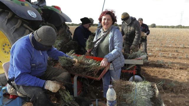 La gerente de la Cooperativa Palentina de Aromáticas, Amor Guzmán, junto a la máquina plantadora de lavanda
