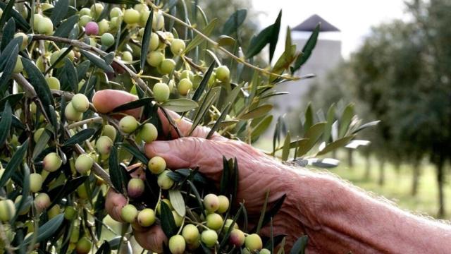 ¿Qué dos almazaras de CLM están en el exclusivo club de Grandes Pagos?