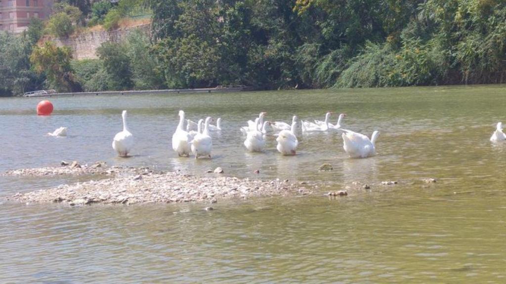 Ocas en Pisuerga