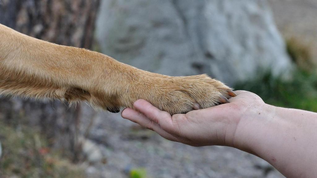 ¿Cuál es la raza de perros más longeva?