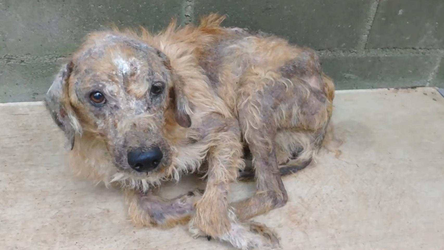 Truco, el perro rescatado por Apadan, en el vídeo que han colgado en redes.
