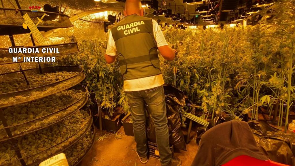 Policías en la plantación.